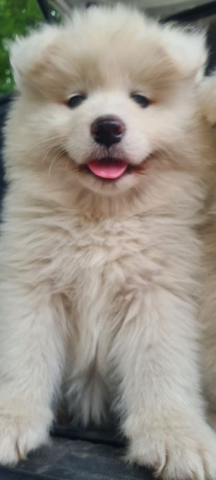Samoyed  samojed