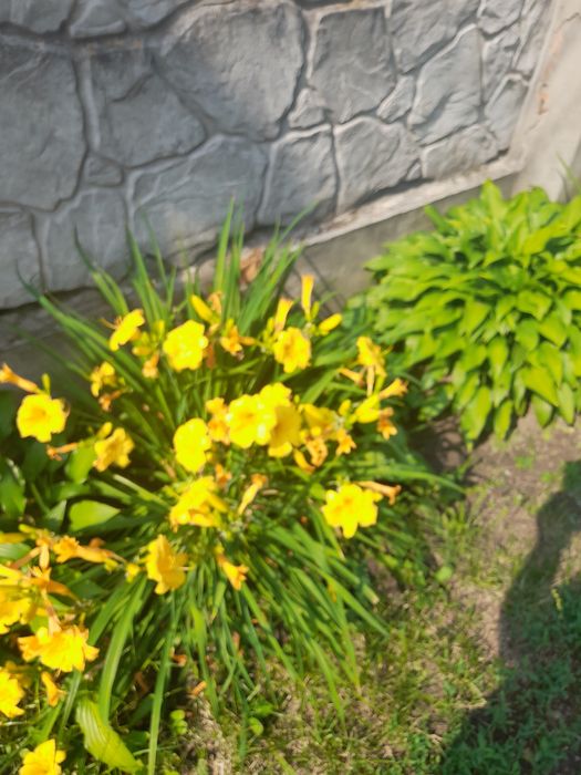 Лилейник   ранний