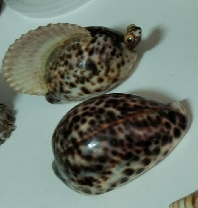 Conjunto Conchas originais muito antigas