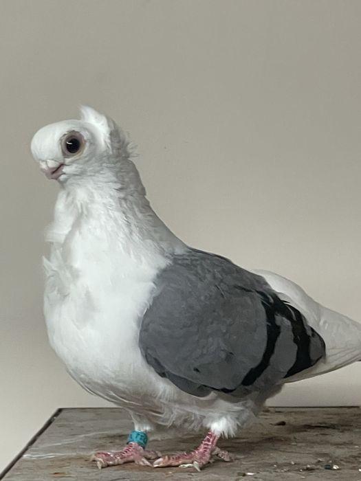 Samica mewka Polska siwa