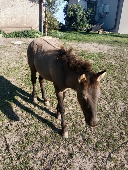 Na sprzedasz źrebaki konika polskiego i kucyka