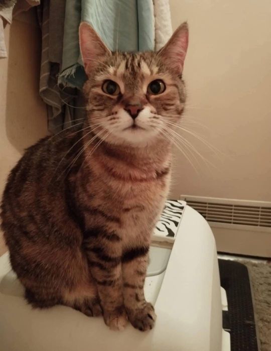 Cudowna kociczka do adopcji