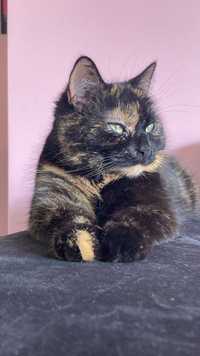 Zaginiona szylkretowa kotka - Rumia