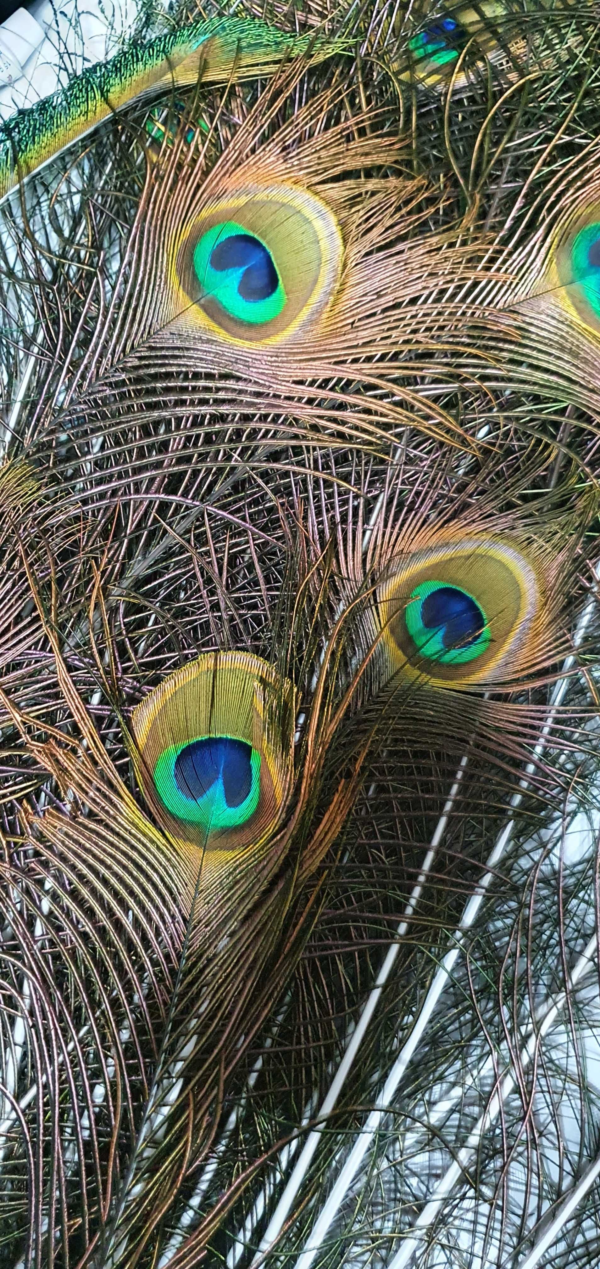 Pawie pióra z oczkami