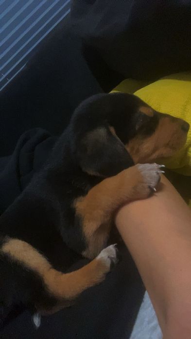 Do adopcji sunia bezdomna szczeniak