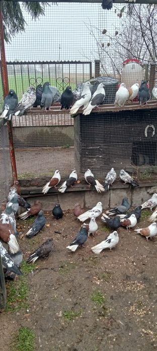 Sprzedam lub zamienię gołębie orliki lubelskie