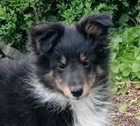 Owczarek szetlandzki sheltie ZKwP FCI