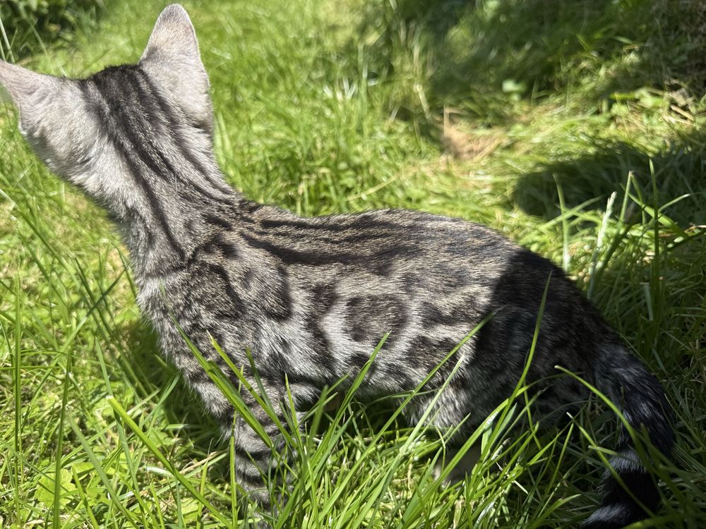 kocurek bengalski srebrny Rozetowy GOTOWY DO ODBIORU