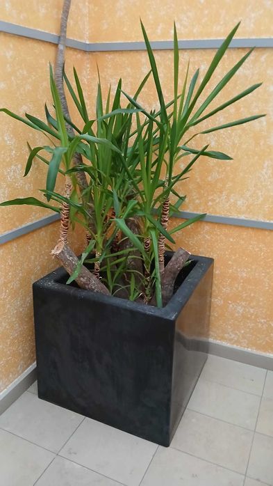 Planta grande Yucca com vaso grande