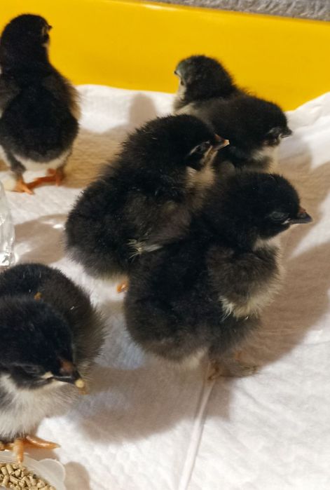 Курчата Марана чорно-мідного