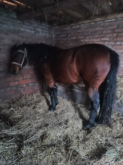 Продам Кобилу кобиль 5 років