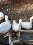 Patos mudos de 1 semana a 1 ano idade, vivos ou arranjados