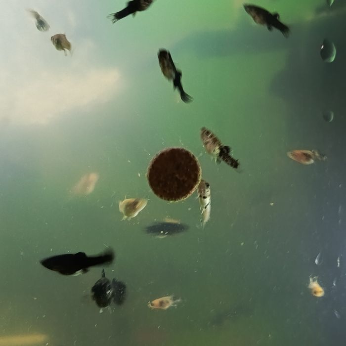 Sprzedam młode molinezje