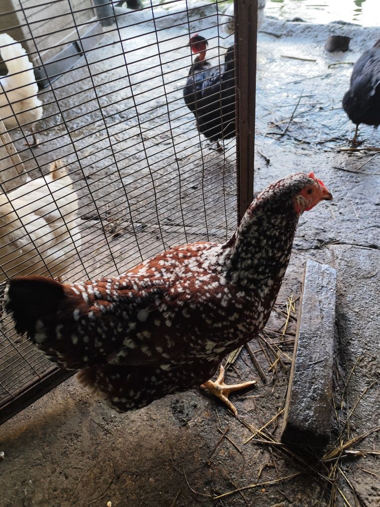 Vendo 3 galinhas triclor pata amarela