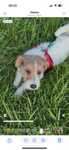 Jack Russell Terrier ZkwP FCI.