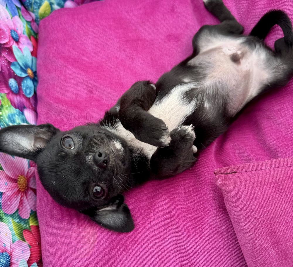 Chihuahua z prawidziwym rodowodem ZkwP FCI