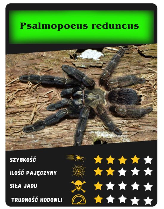 Psalmopeus reduncus