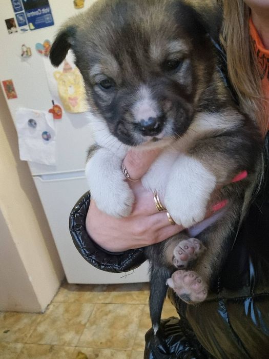 Відам в дбайливу родину