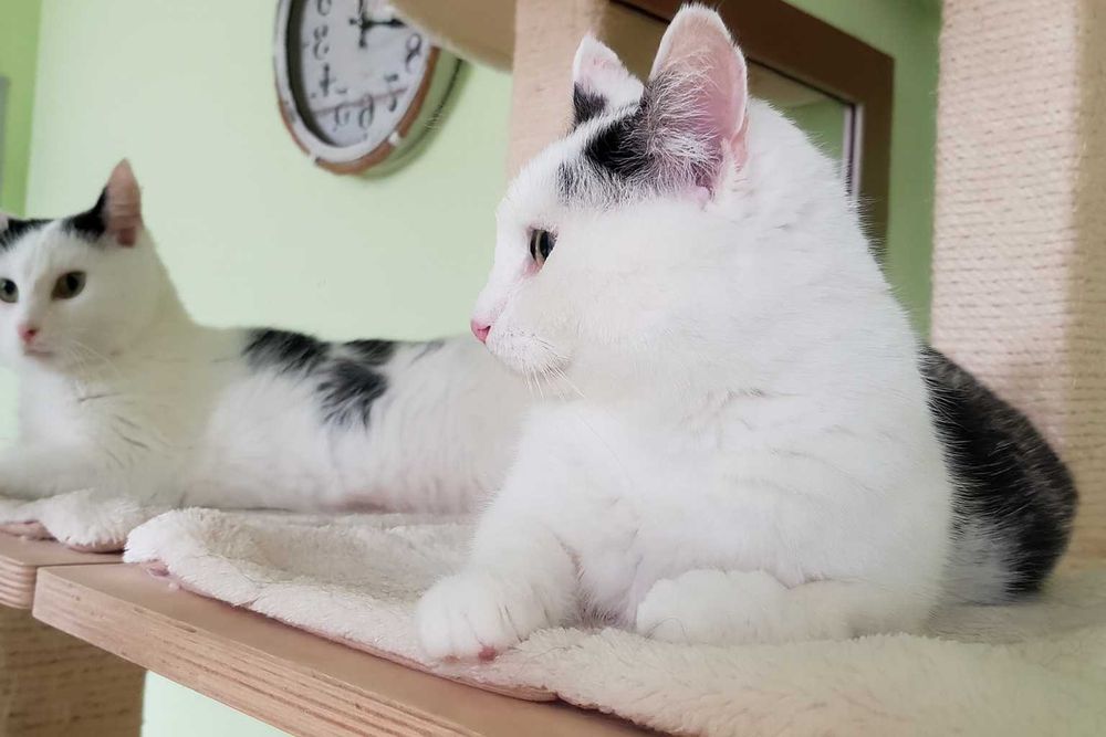 Poznań i okolice - młoda kotka Eufemia szuka domu