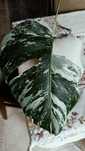 Monstera variegata 35cm