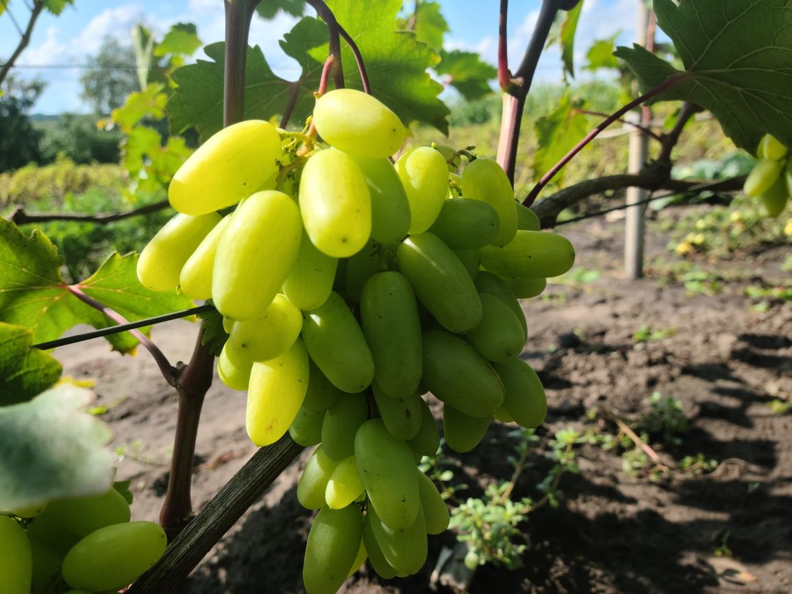 Продам двохрічні саджанці винограду