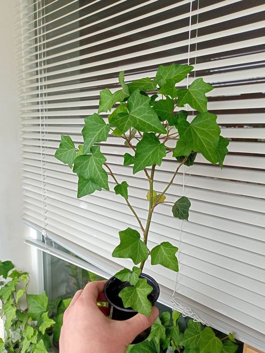 Плющ вічнозелений