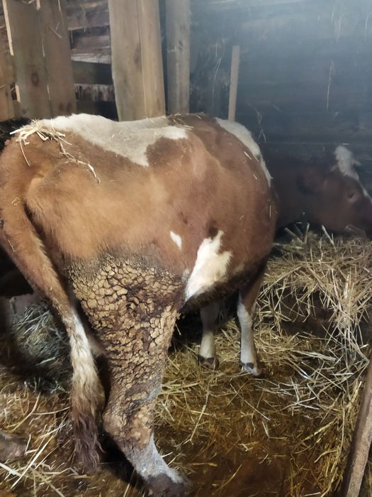 Продам семь коров.телят.доидьный аппарат