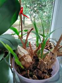 Орхідея цимбідіум