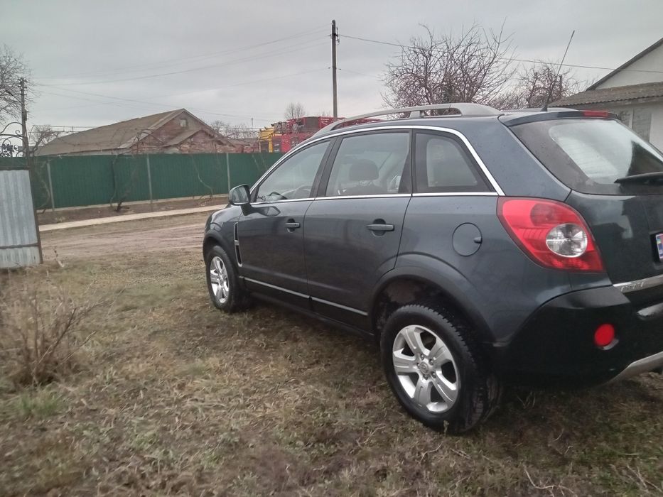 Свіжопригнана антара без підкрасів