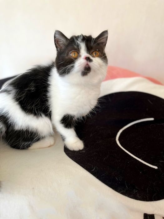 Плюшові екзотики