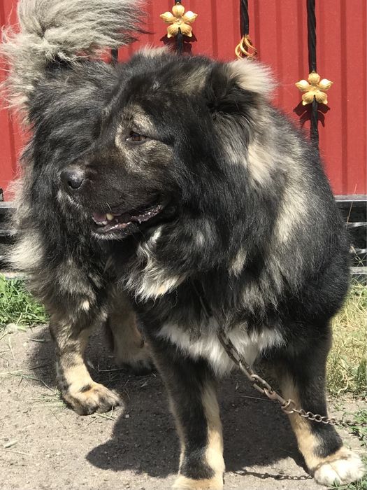 Кобель на вязку