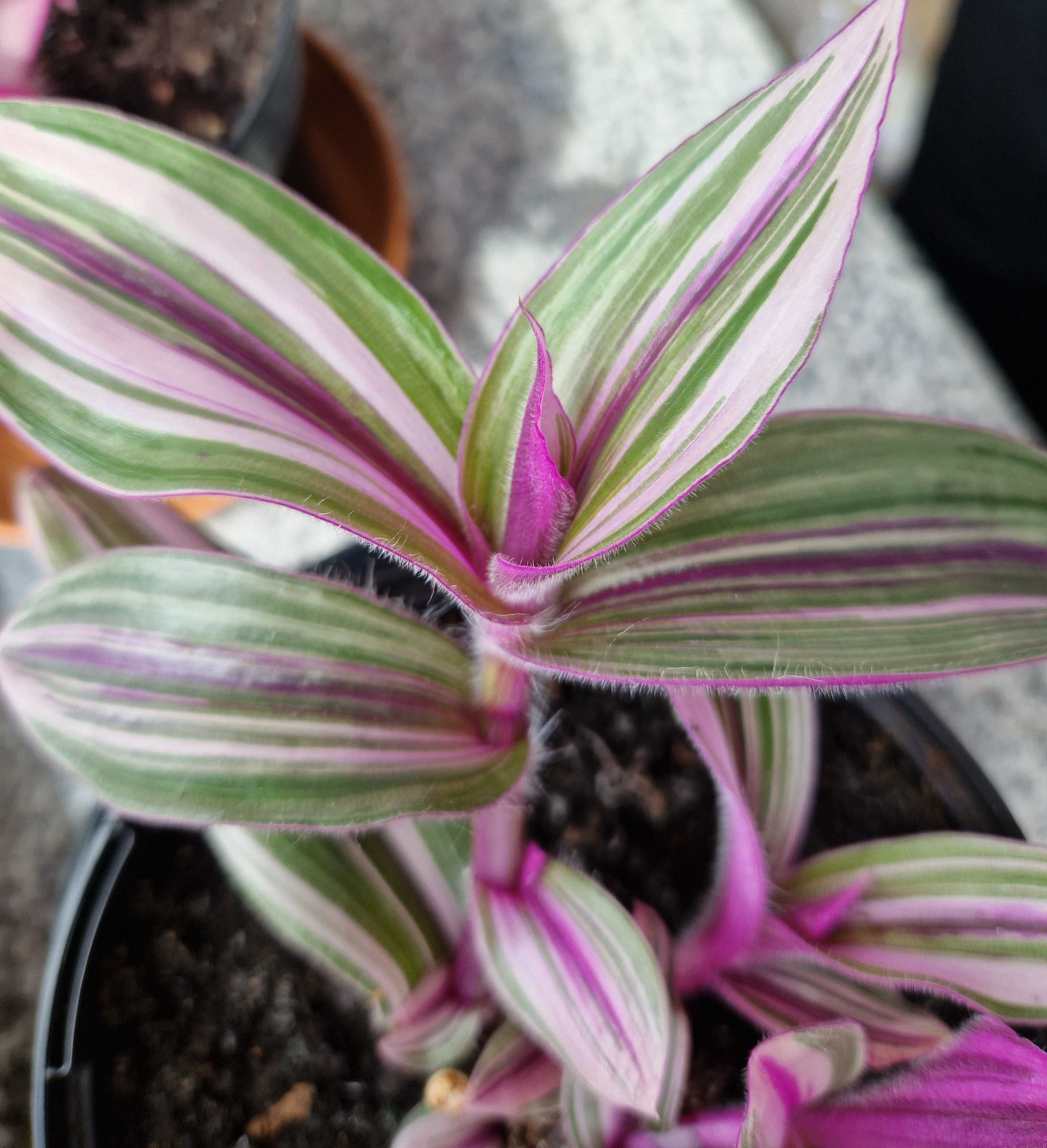 Tradescantia blossfeldiana 'Pink Furry'