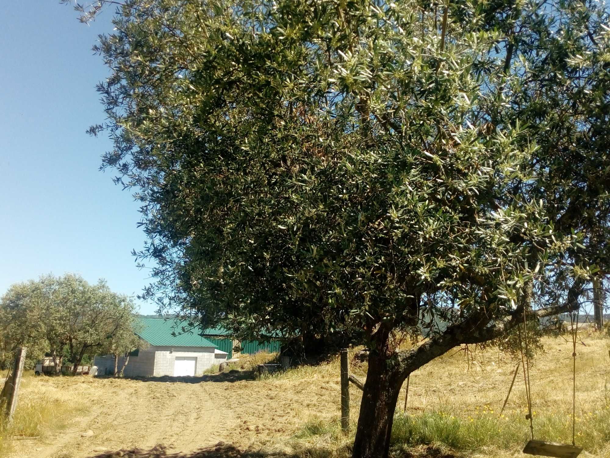 Quinta com casa e armazens