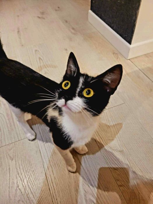 Trufelka szuka kochającego domu