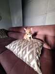 Chihuahua mini piesek