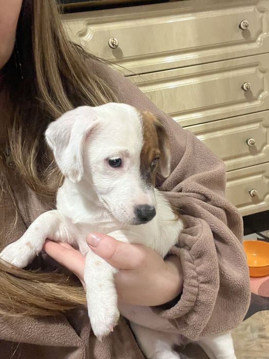 остання джек рассел расел дівчинка цуцення