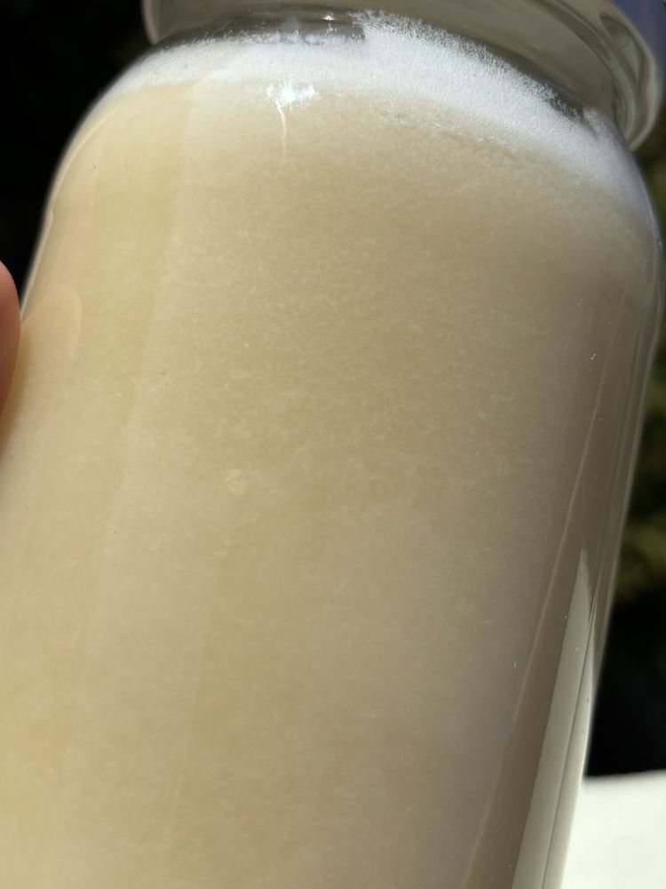 Naturalny Miód Rzepakowy 0,9L (ok. 1150g) – Ostatni zbiór z 2024 roku