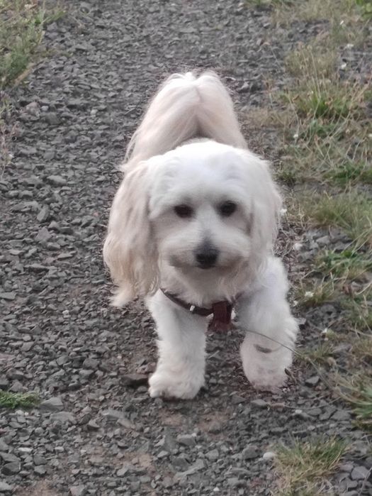 Uroczy piesek Maltipoo, krycie - reproduktor