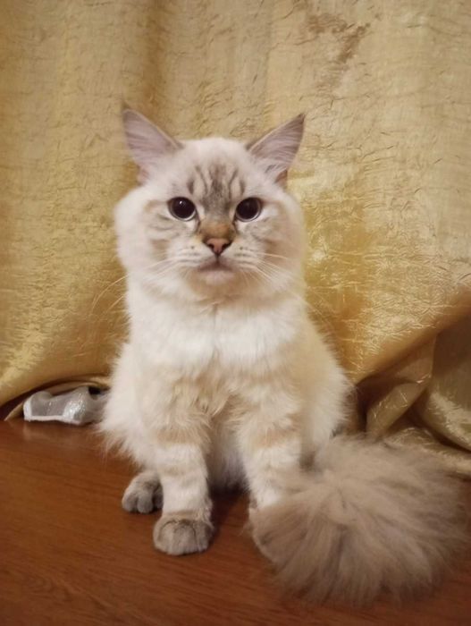 Кіт Бос запрошує на побачення