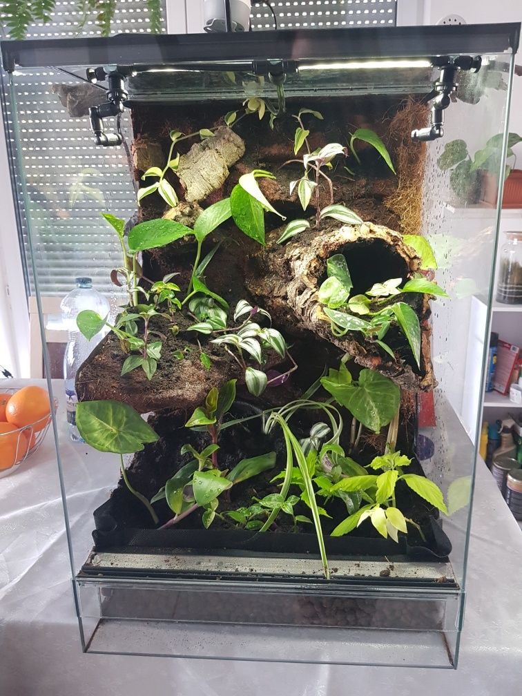 Terrarium tropikalne gekon jaszczurka
