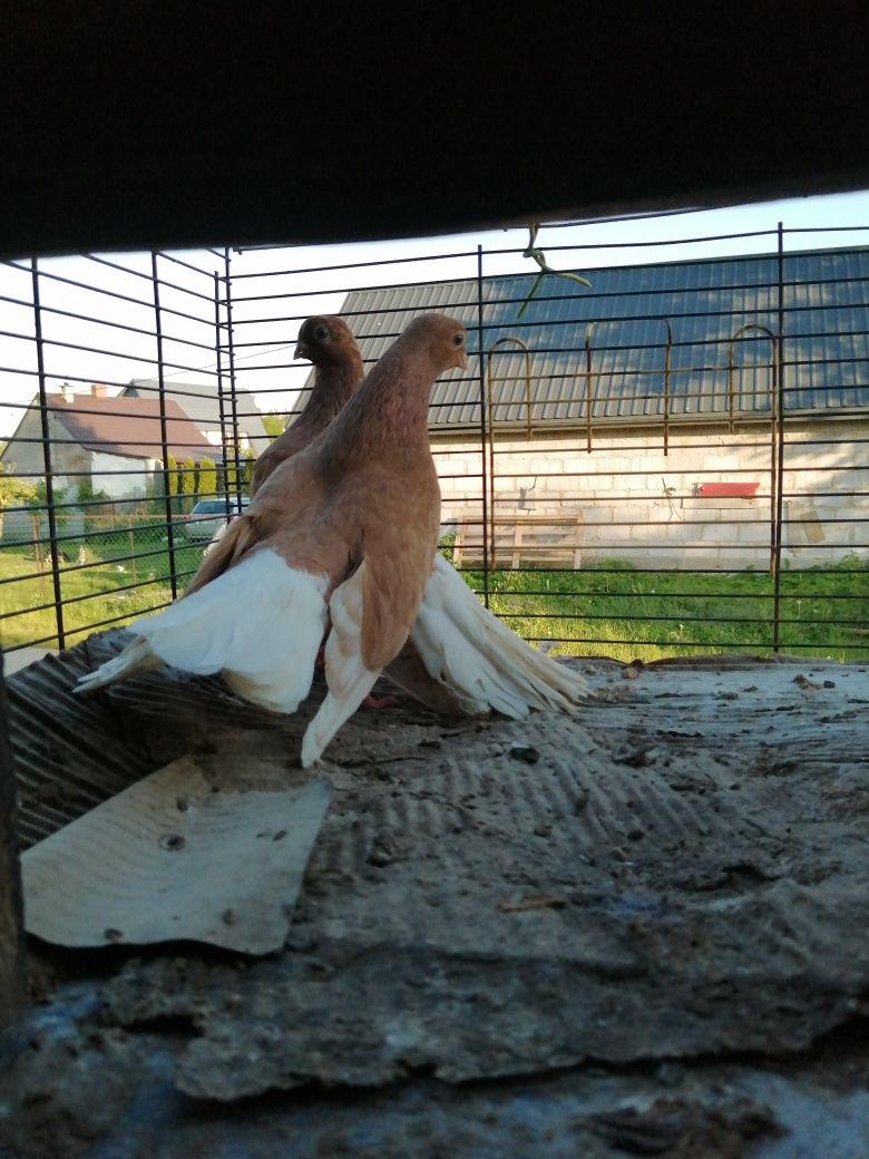 Gołębie szariki orliki białostockie