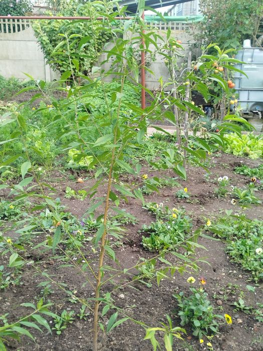 Sadzonki drzewka brzoskwini