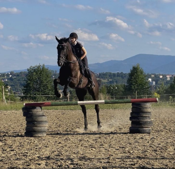 Koń wałach klasa N - piękny