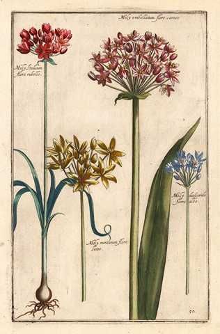Kwiaty - Zielnik reprodukcja XVII w. grafiki