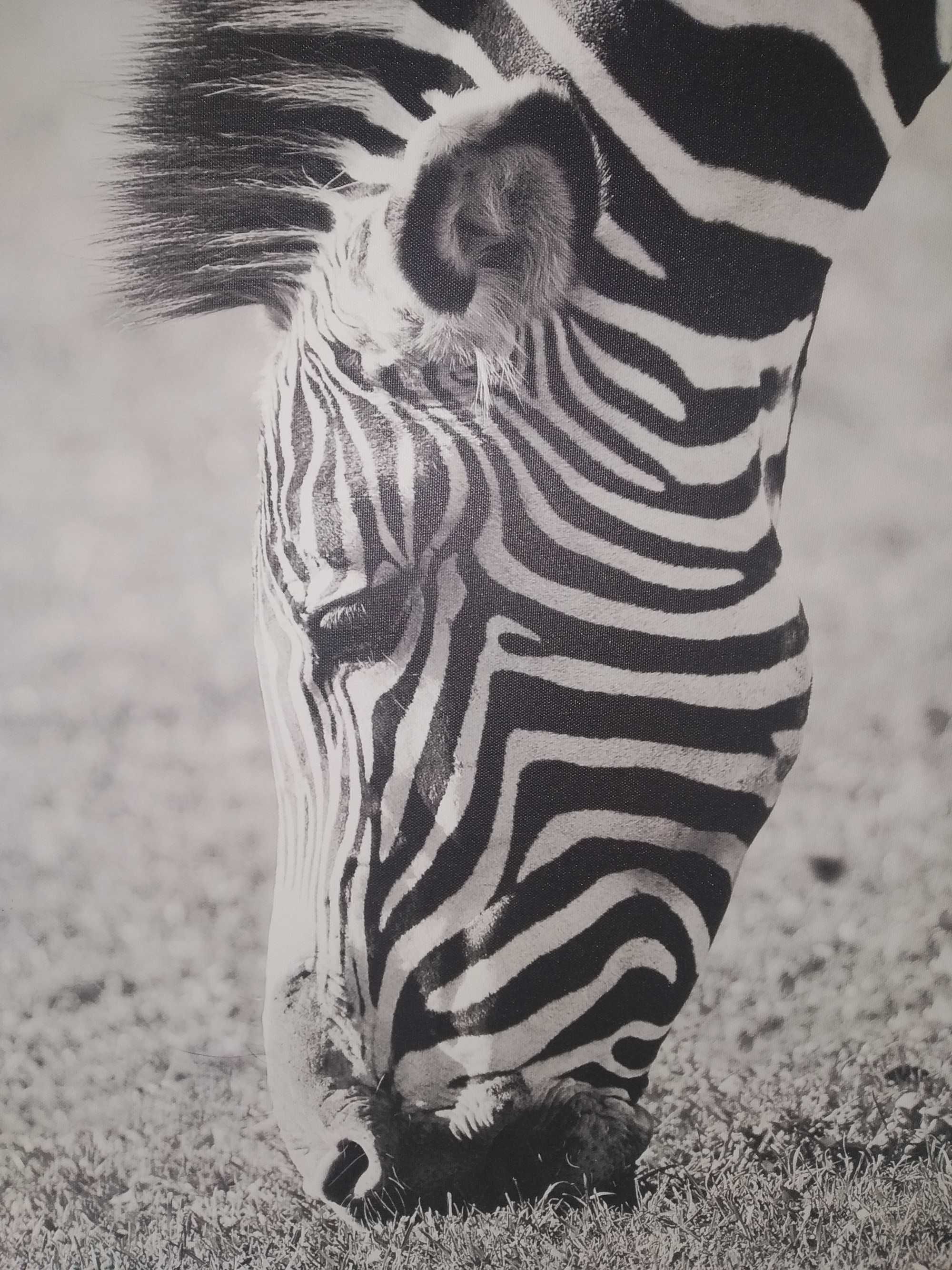 Foto obraz zebra