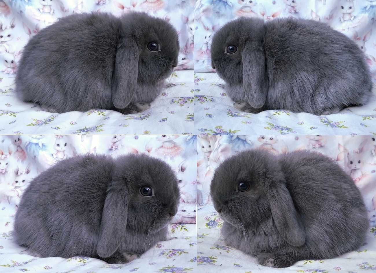 Karzełek niderlandzki, Mini lop baranek, maleńkie cuda - WARSZAWA