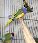 Diamantes gold aves lindas