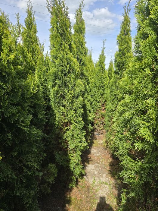 Tuja Smaragd 200-250 cm thuja thuje szmaragd promocja wrocław