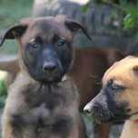Pastor Belga Malinois