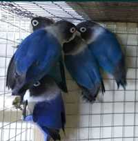 Неразлучники волнистые попугаи